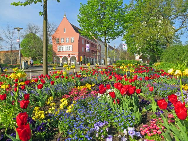 Frühlingsblumen in der Turmstrasse in Neubrandenburg